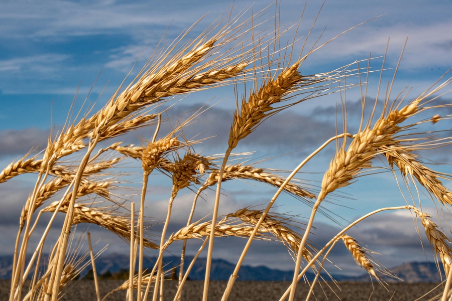 Imunitetui peršalimo sezono metu – vis įdėmiau tyrinėjami beta gliukanai